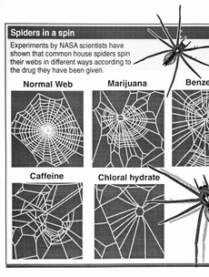 Drugged Spiders Spinning Webs Archive Experiment of the Day