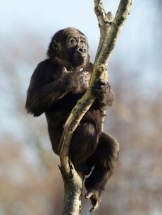 Kafi the orphaned gorilla finds a home at Dublin Zoo