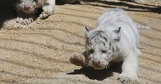Come here and meet these four newborn tiger cubs