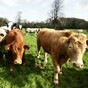 €250,000 fodder fund set up for farmers in crisis