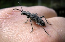 Average human eats 450g of insects a year