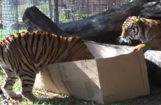 It turns out all cats are the same, no matter the size