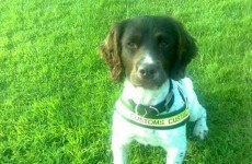 'Ralph' the dog sniffs out drugs worth €190,000 at Rosslare Europort