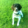 'Ralph' the dog sniffs out drugs worth €190,000 at Rosslare Europort