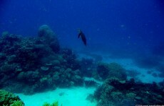 Great Barrier Reef status as 'natural wonder of the world' under threat