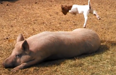 VIDEO: Just a baby goat dancing on a huge pig