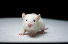 ‘Human brain cells in mice’ technique could help tackle Parkinson’s