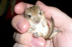 How to win a gerbil beauty pageant