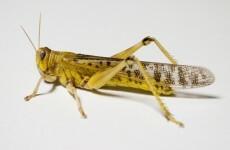 How insects' wings help engineers...