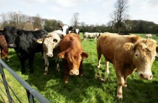 CSO farming figures show sheep numbers up 7pc, potatoes down 13.1pc