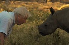 9 reasons why David Attenborough should be reading you a bedtime story
