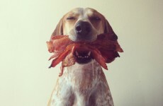 11 ways bacon can make you live longer