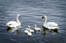 Investigation launched after 32 swans found dead in Donegal lake