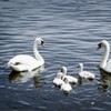 Investigation launched after 32 swans found dead in Donegal lake