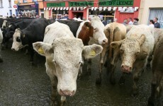 20 per cent increase in dead animals as fodder crisis deepens