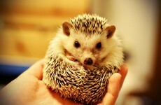 8 reasons hedgehogs need you