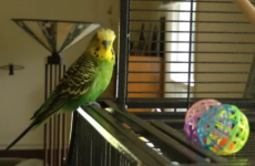 This parakeet speaks better English than you do*