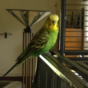 This parakeet speaks better English than you do*