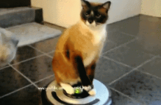 6 animals being a***holes by sitting on things