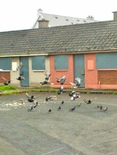 Cat Among The Pigeons Pic of the Day