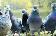 Pigeons force Aer Lingus flight to abandon trip to London