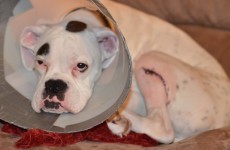11 animals defeated by the cone of shame