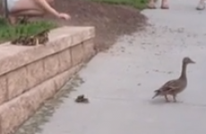 Ducklings jumping off a ledge may be the most suspenseful moment of your day