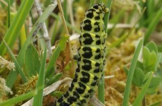 UN: People need to get their heads around eating insects