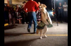 7 of the world’s best dancing dogs