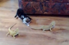 So it turns out that kittens are really, really scared of lizards