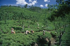 Sri Lanka sexes up image of Ceylon tea
