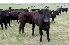 Nearly two-thirds of Irish farms are not economically viable