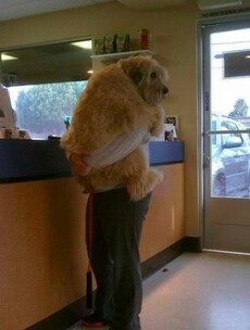 16 reasons why dogs should be held like babies
