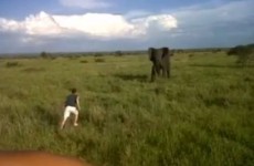 VIDEO: Safari guide drunkenly charges at an elephant (and then gets fired)
