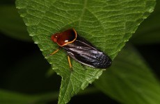 USA on alert of invasion... from cicadas