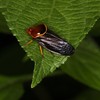 USA on alert of invasion... from cicadas