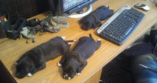 Open thread: What's the strangest thing on your desk?