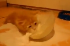 This kitten is more excited about milk than anyone has ever been about anything