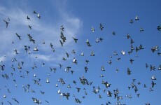 Pigeon v Plane: The costly battle to keep the airspace bird-free