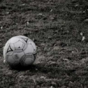Man trying to dribble soccer ball 10,000 miles to Brazil dies after being hit by truck