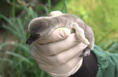 13 baby animals who don't get enough cute credit