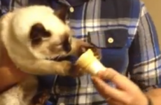 NOBODY is getting this cat's ice cream