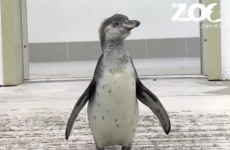Baby penguin is LOVING her first swim at Dublin Zoo