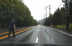 High-speed police chase interrupted... by rogue ducks