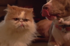 What is better than a dog and cat play fighting in slow motion...