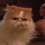 What is better than a dog and cat play fighting in slow motion...