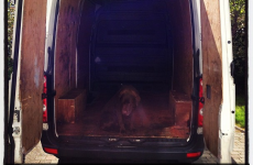 Don't sell the dog, Mike! It's the sporting tweets of the week