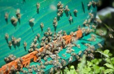 Honeybees trained to find land mines in Croatia