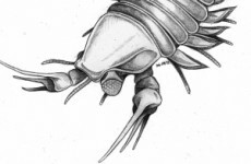 500 million-year-old fossil named after Johnny Depp