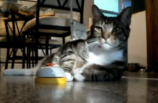 Is this Hector Salamanca from Breaking Bad reincarnated as a cat?